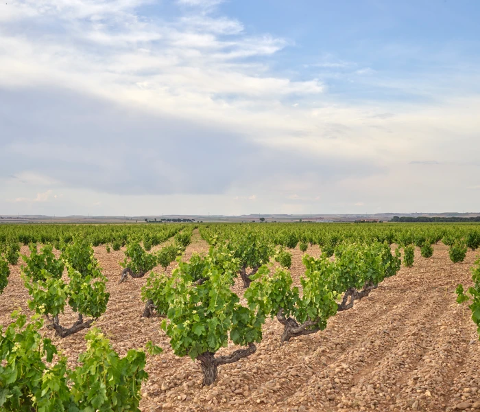 About Bodegas Sobreño