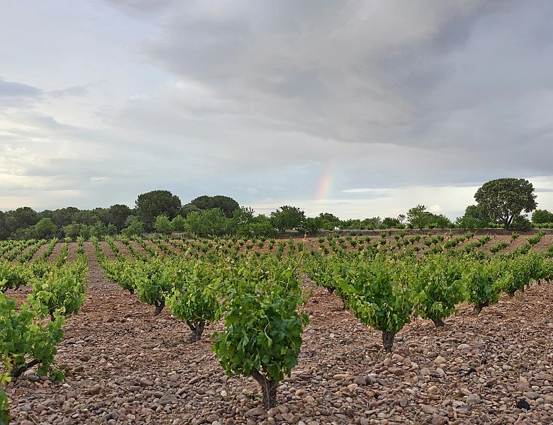 NUESTROS VINOS