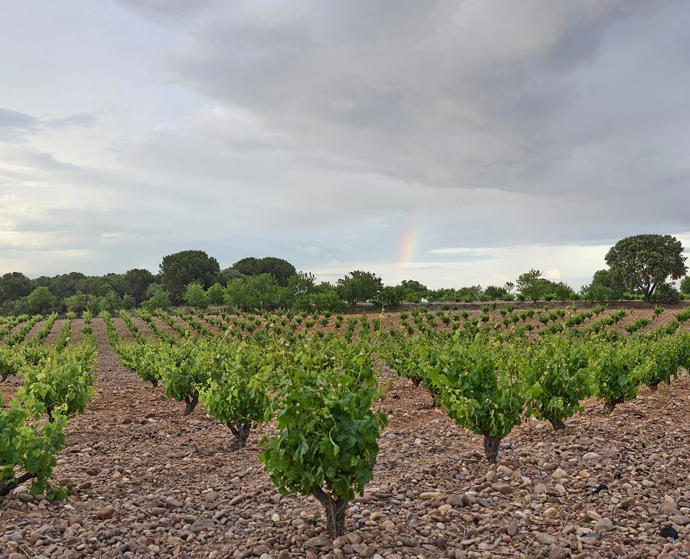 Sobreño. Wineries and Vineyards