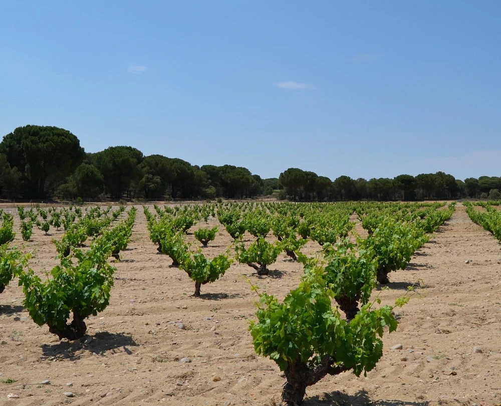 Sobreño. Wineries and Vineyards