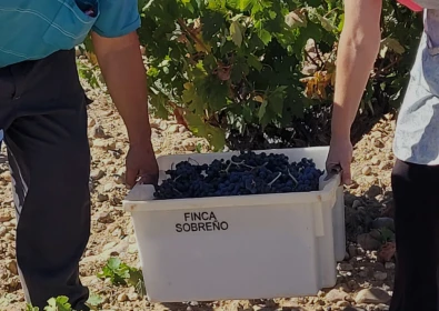Bodegas Sobreño comienza la vendimia D.O. Toro tras un año “muy beneficioso para las viñas”