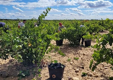 Despega la vendimia en Bodegas Sobreño en una campaña que se prevé excelente