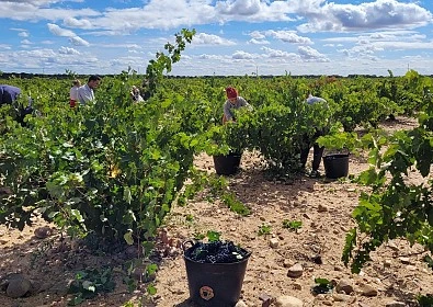 The grape harvest gets underway at Bodegas Sobreño in what is expected to be an excellent campaign