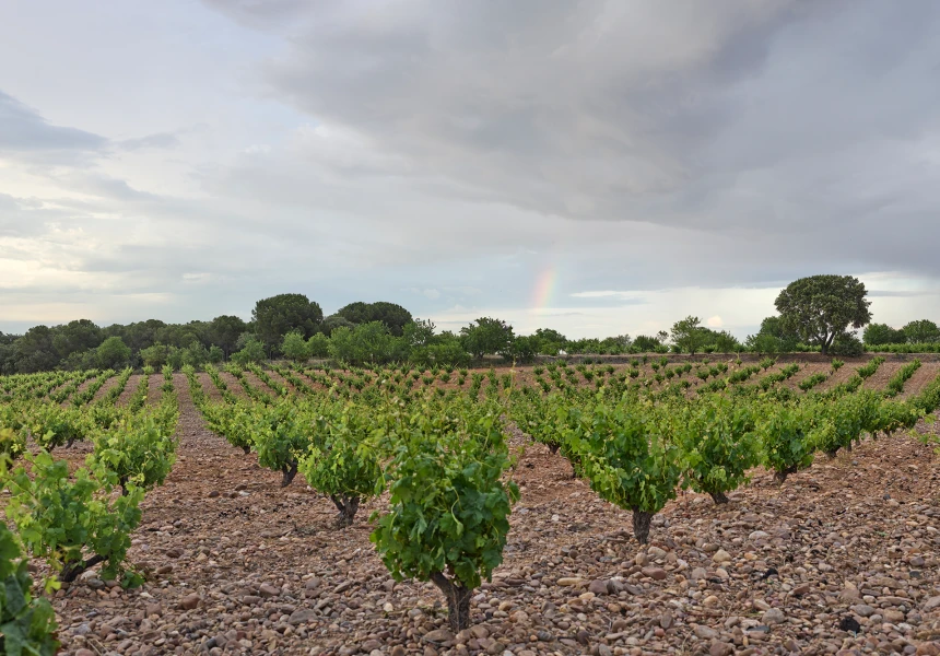 Historia de los vinos de Toro