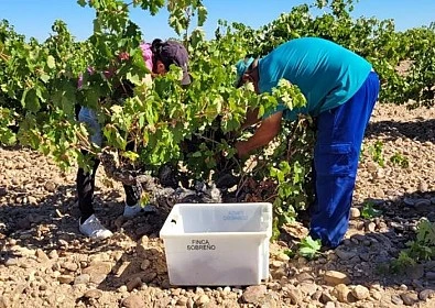 Bodegas Sobreño starts the grape harvest with favourable forecasts