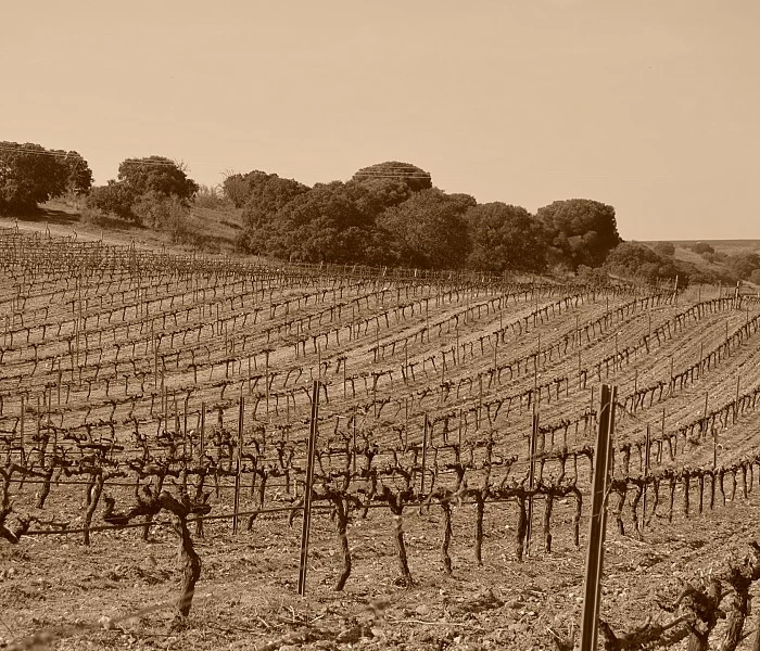 Quiénes somos Bodegas Sobreño