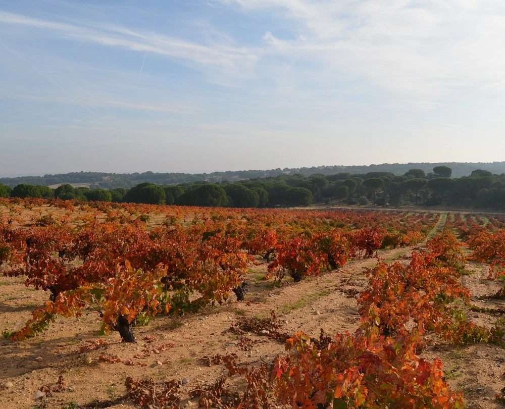 Sobreño. Bodegas y Viñedos