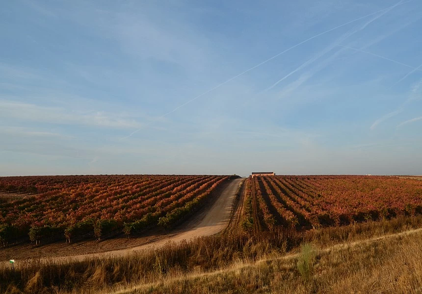 El Viñedo