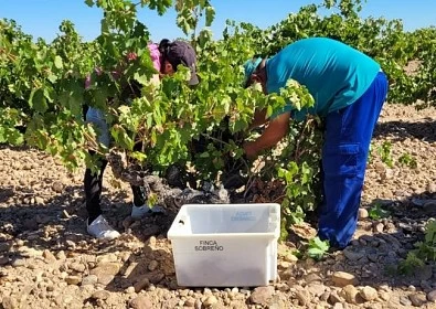 Bodegas Sobreño arranca la vendimia con unas previsiones favorables