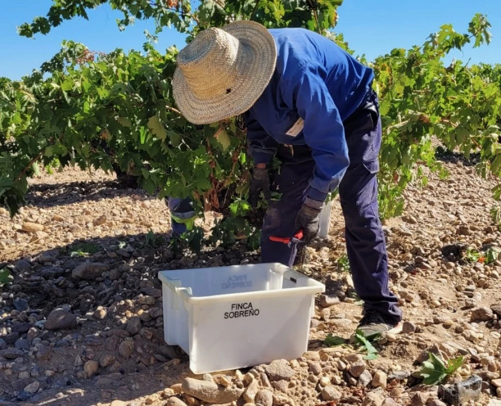 Sobreño. Wineries and Vineyards