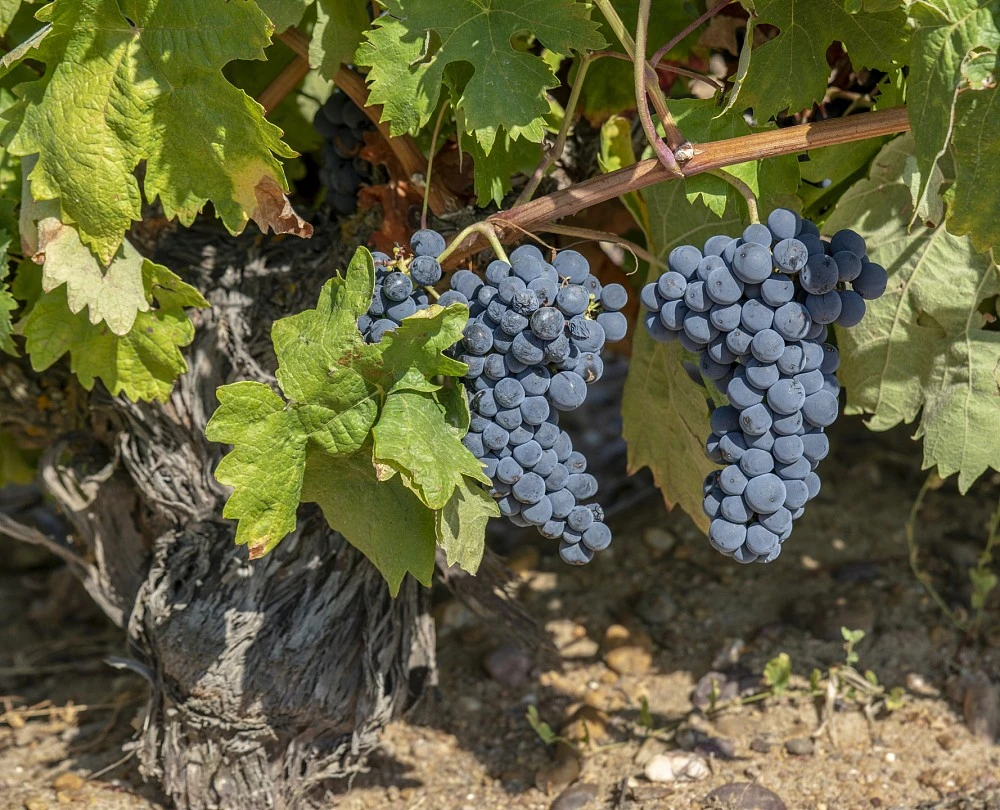 Sobreño. Weingut und Weinberge