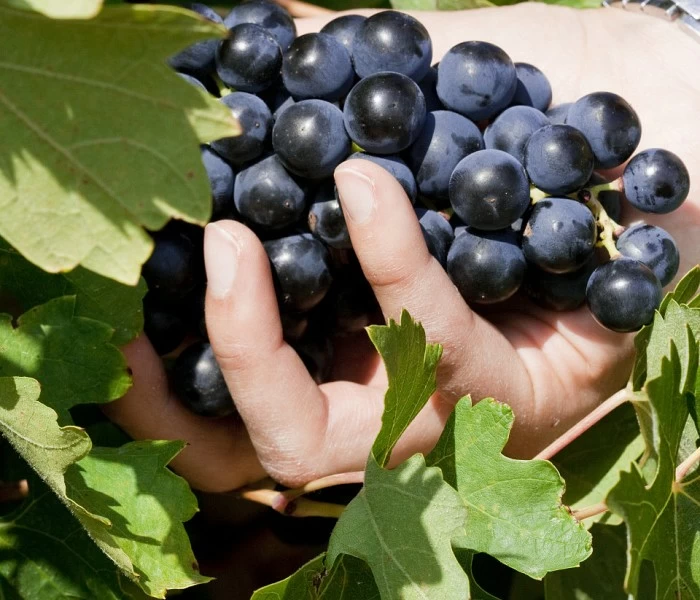Quiénes somos Bodegas Sobreño