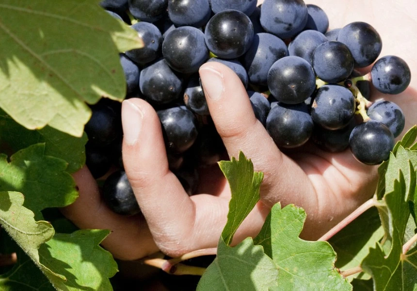 Quiénes somos Bodegas Sobreño