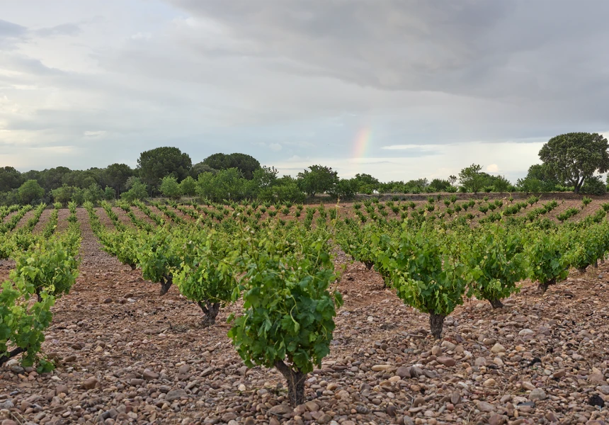 Der Weinberg